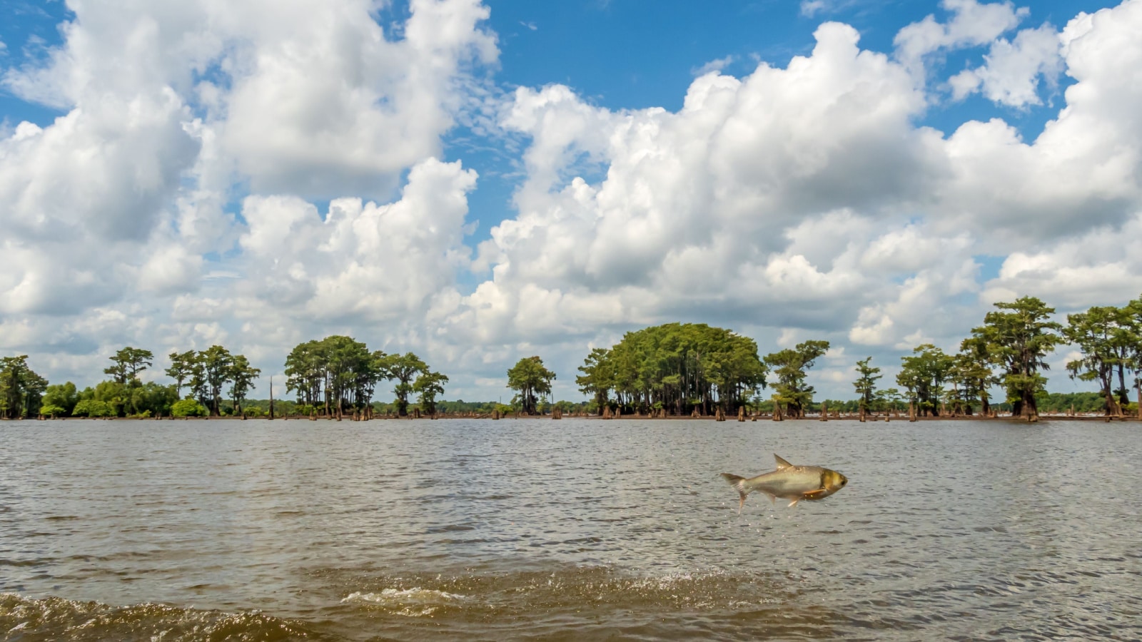 Louisiana: Atchafalaya National Wildlife Refuge