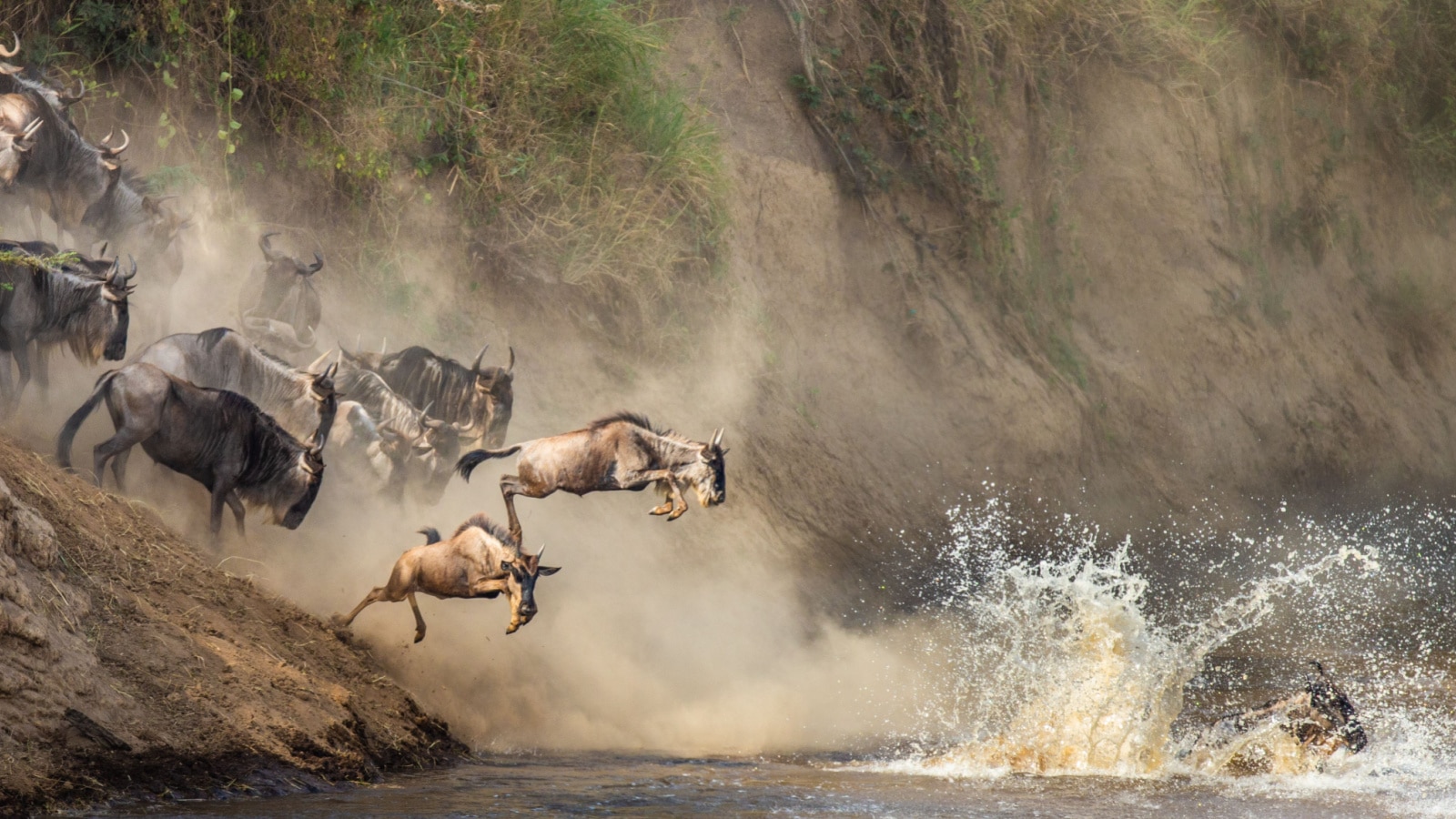 Wildebeests are crossing Mara river. Great Migration. Kenya. Tanzania. Maasai Mara National Park. An excellent illustration.
