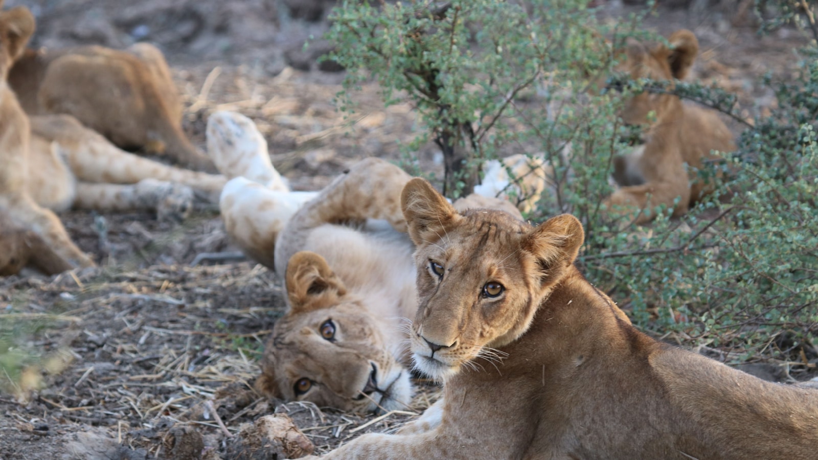 Lion cub with paws in air surrounded by other lion cubs in Zakouma National Park, Chad