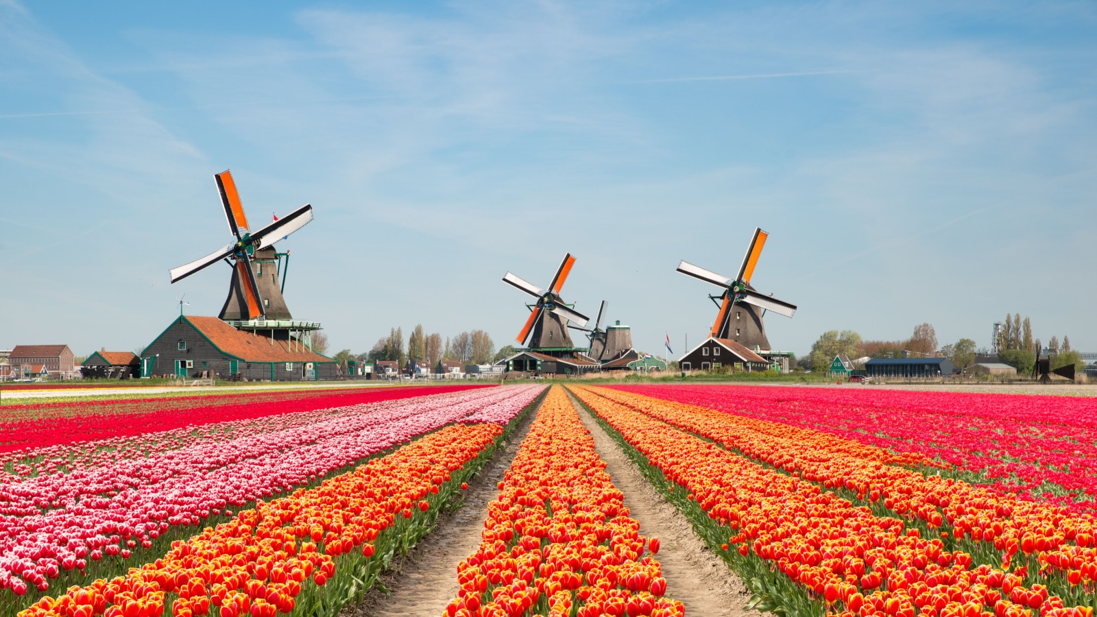 Landscape of Netherlands bouquet of tulips and windmills in the Netherlands. Spring season travel or nature landscape sightseeing in Europe concept.