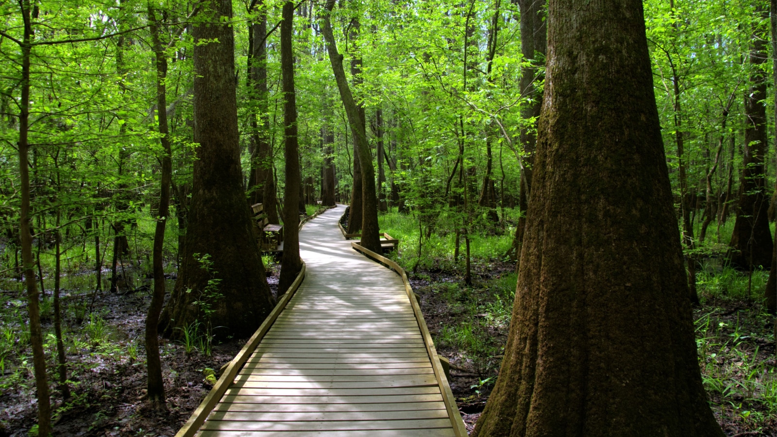 Path leading through the woods of the ancient moss covered Bald Cypress Trees at Congaree National Forest in South Carolina