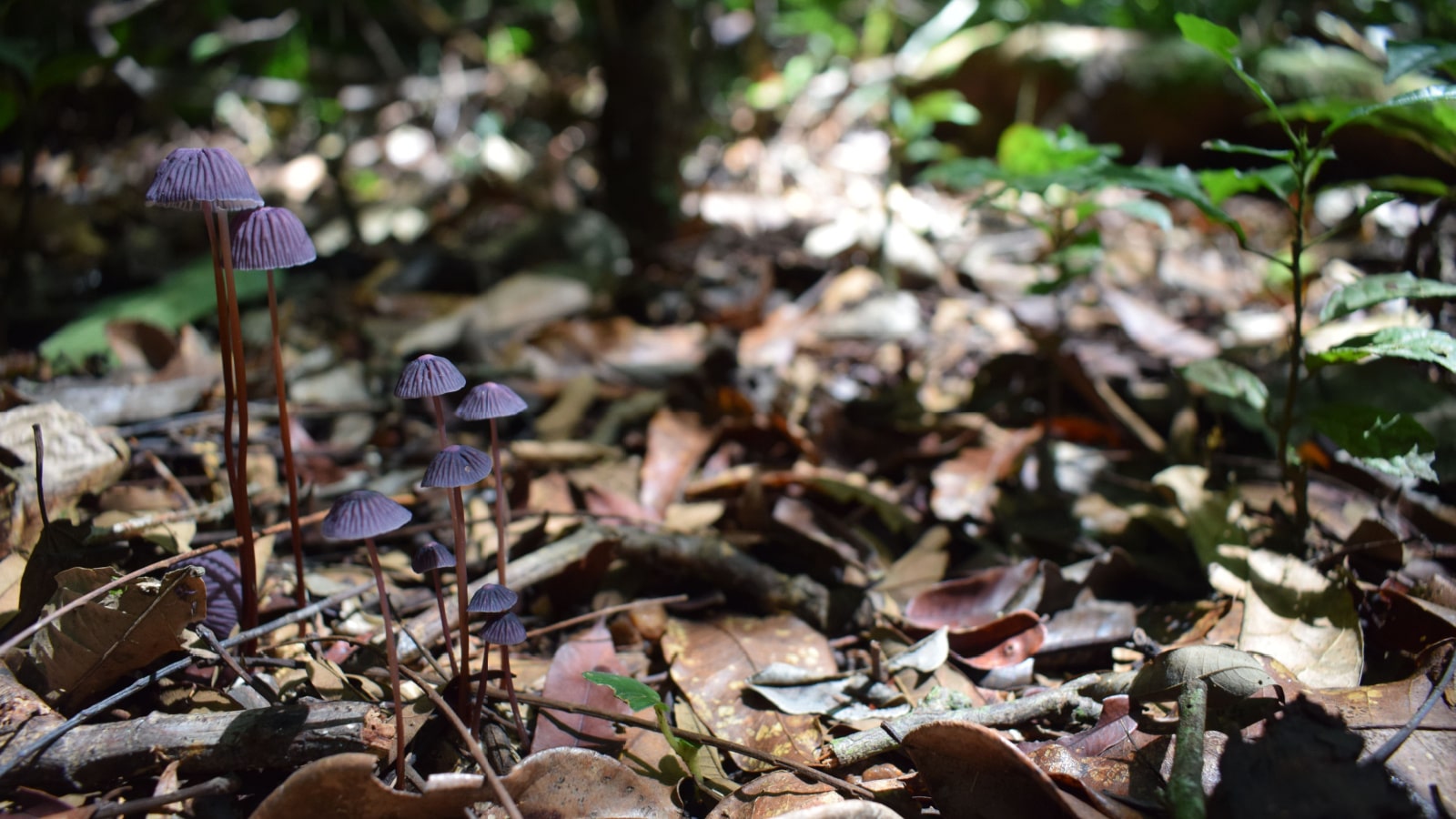 Group of purple mushrooms in the tropical rainforest of the Taï National Park in the Ivory Coast