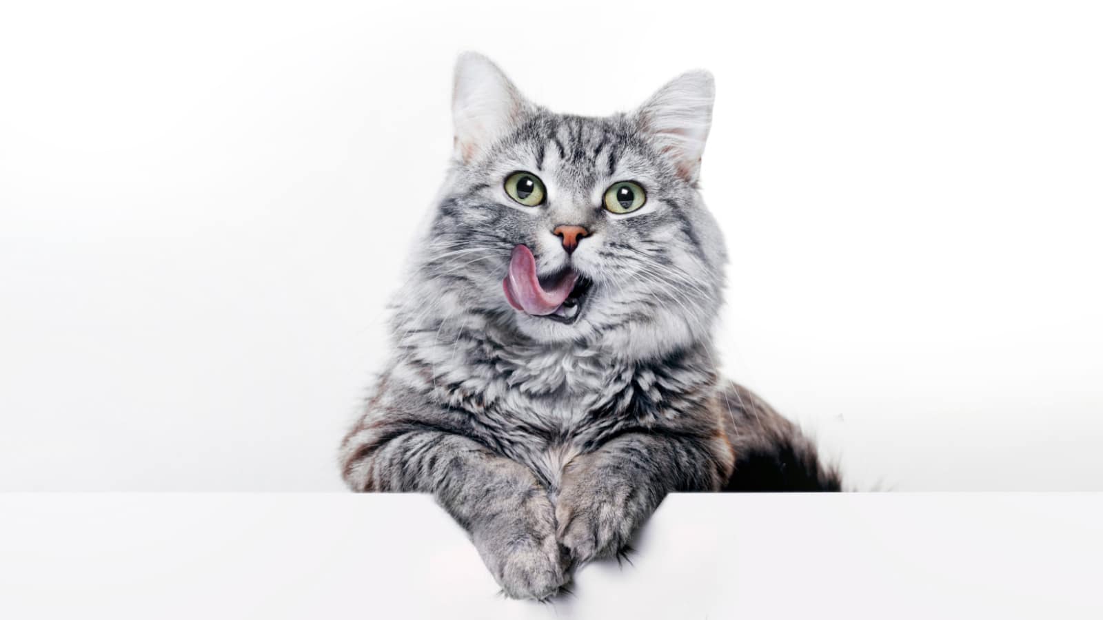 Funny large longhair gray kitten with beautiful big green eyes lying on white table. Lovely fluffy cat licking lips. Free space for text.