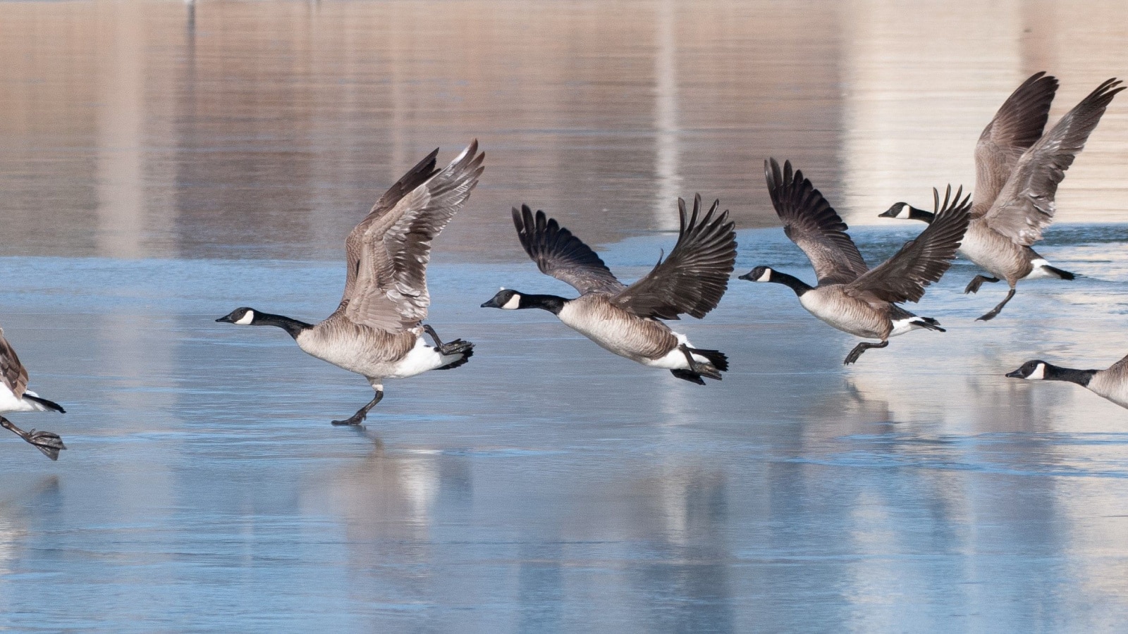 Group of wild geese on an icy lake in winter time in Longmont. Colorado, USA