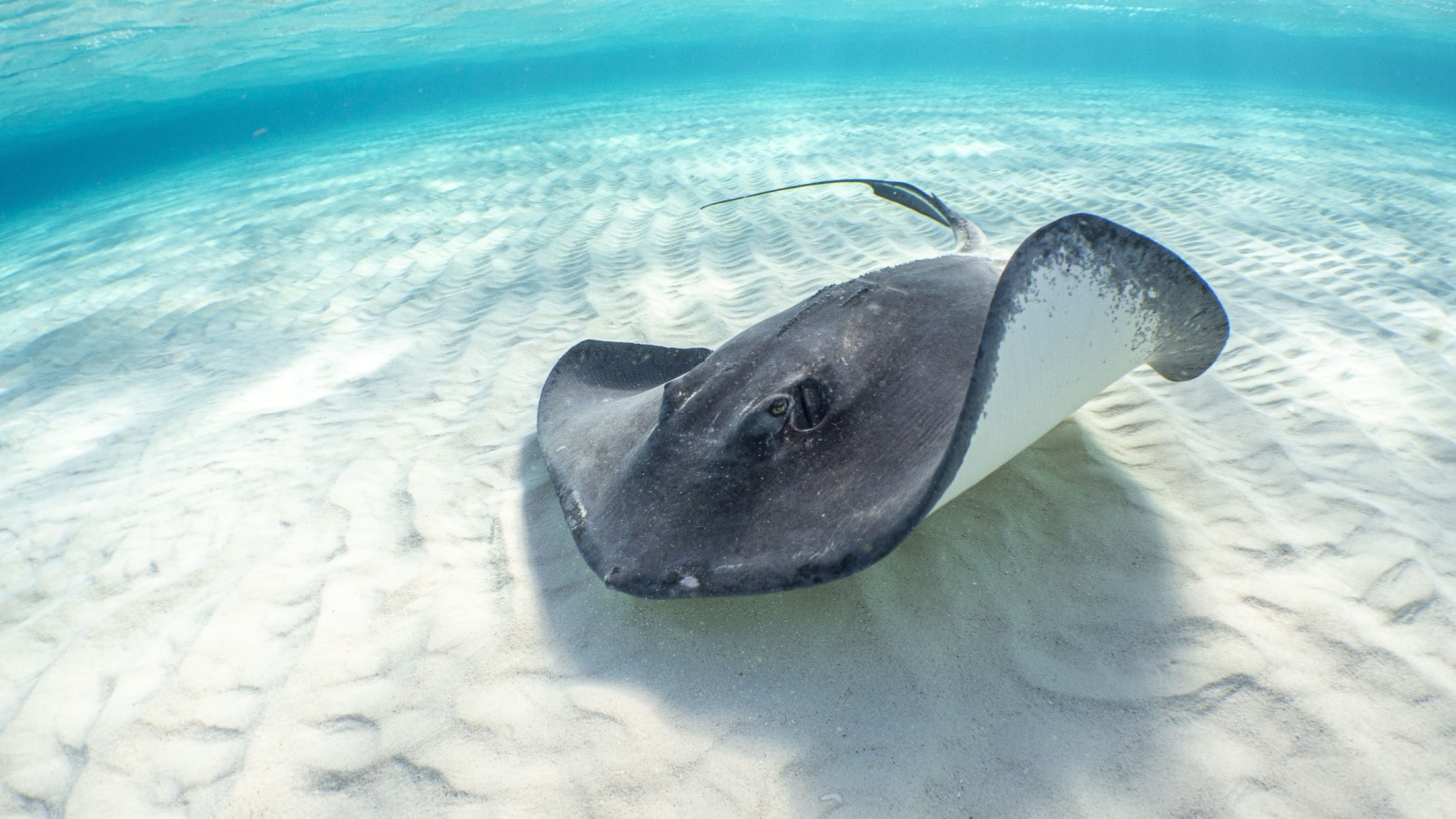 A beautiful shot of a stingray swimming blue water