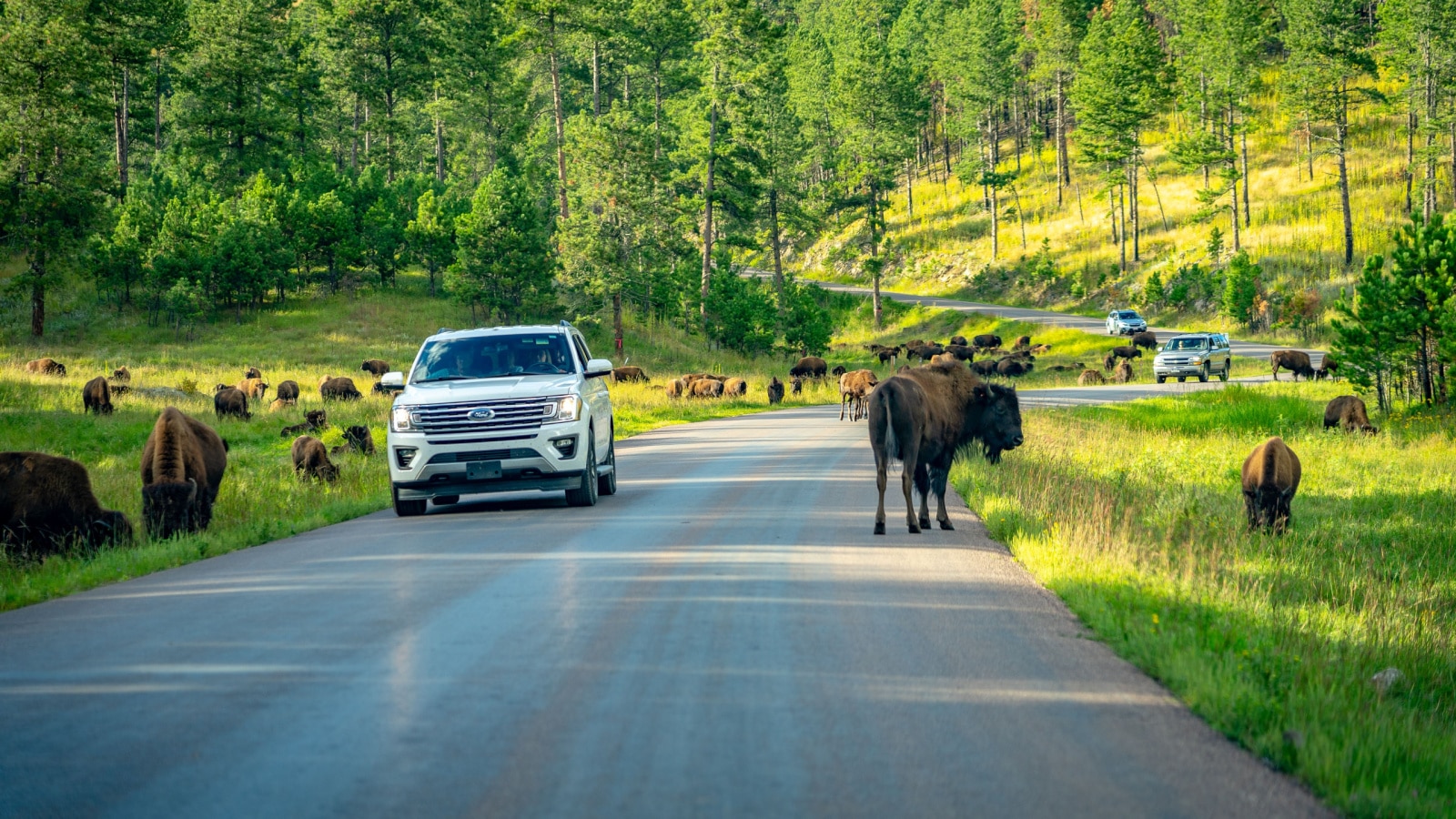 Custer State Park, South Dakota, USA - Aug 26, 2019: Cars driving though the herd of bisons