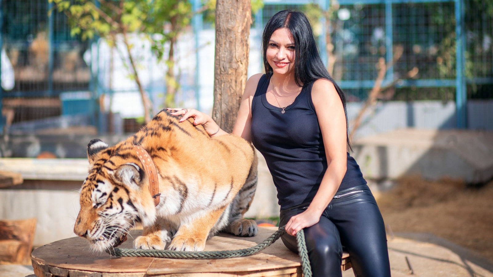 A beautiful girl in black clothes with black hair posing next to a tiger. Symbol of the year 2022