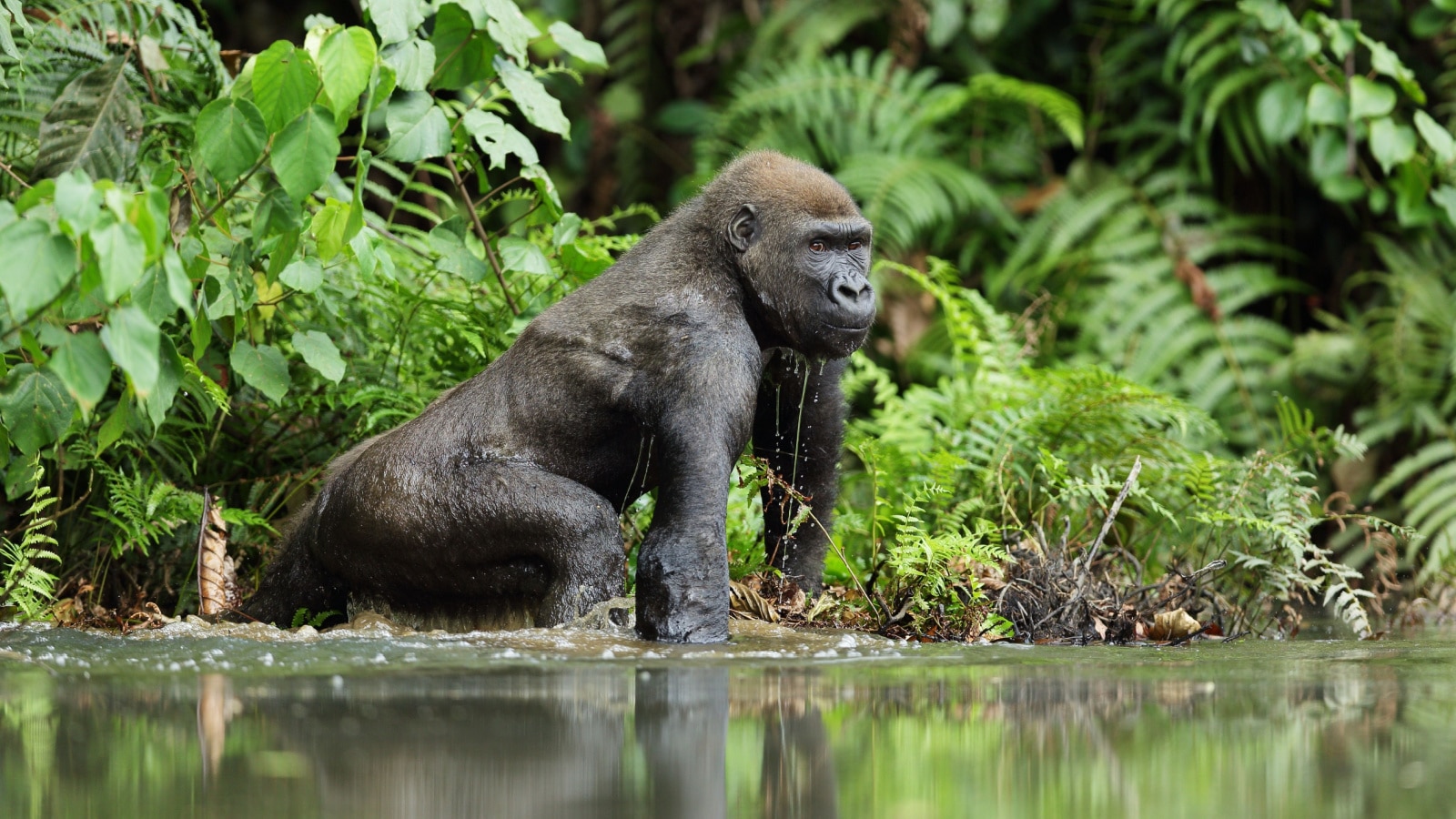 Gorilla in Gabon, western lowland gorilla in water Gabon