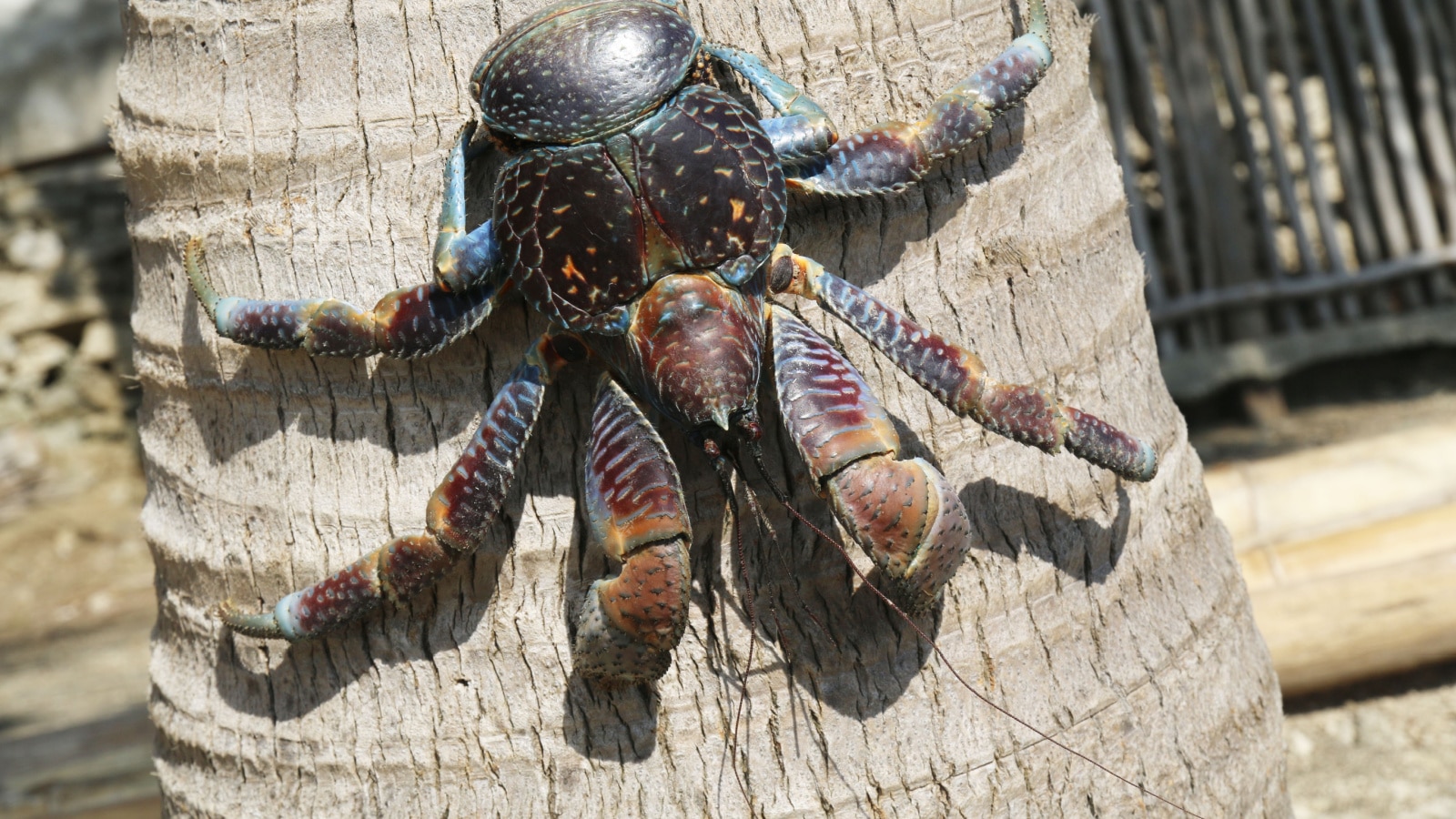 Coconut crab, an iconic animal of the Batanes islands in Philippines. The coconut crab is also known as the robber crab or palm thief.