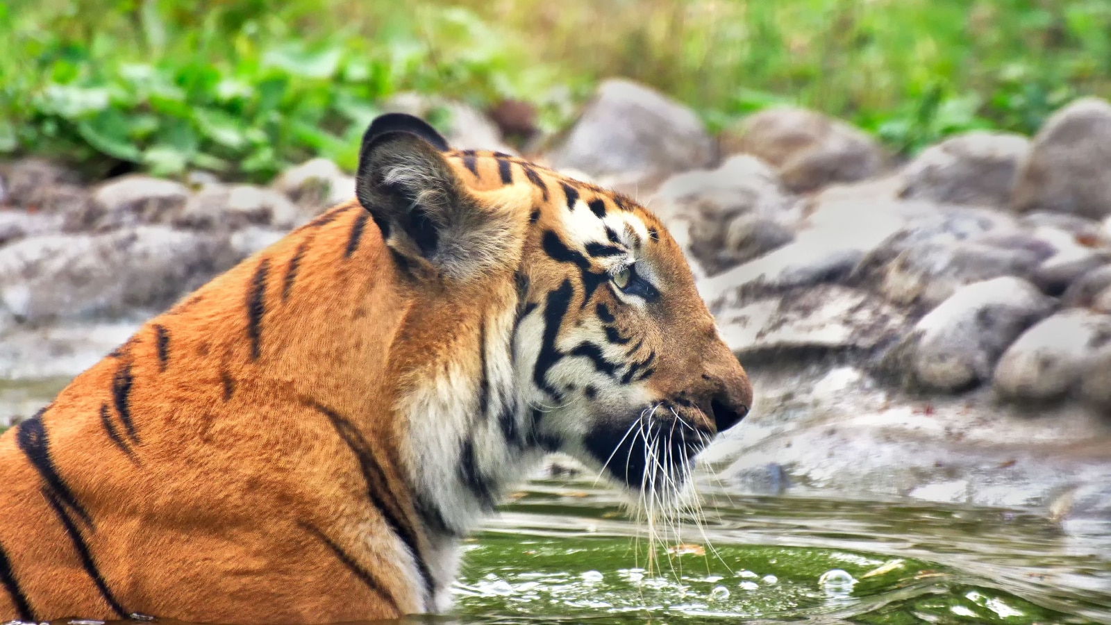 Beautiful Royal Bengal Tiger , Panthera Tigris, bathing in water. It is largest cat species and endangered , only found in Sundarban mangrove forest of India and Bangladesh.