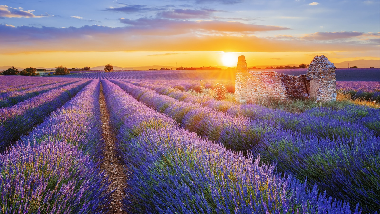 Sun is setting over a beautiful purple lavender filed in Valensole. Provence, France