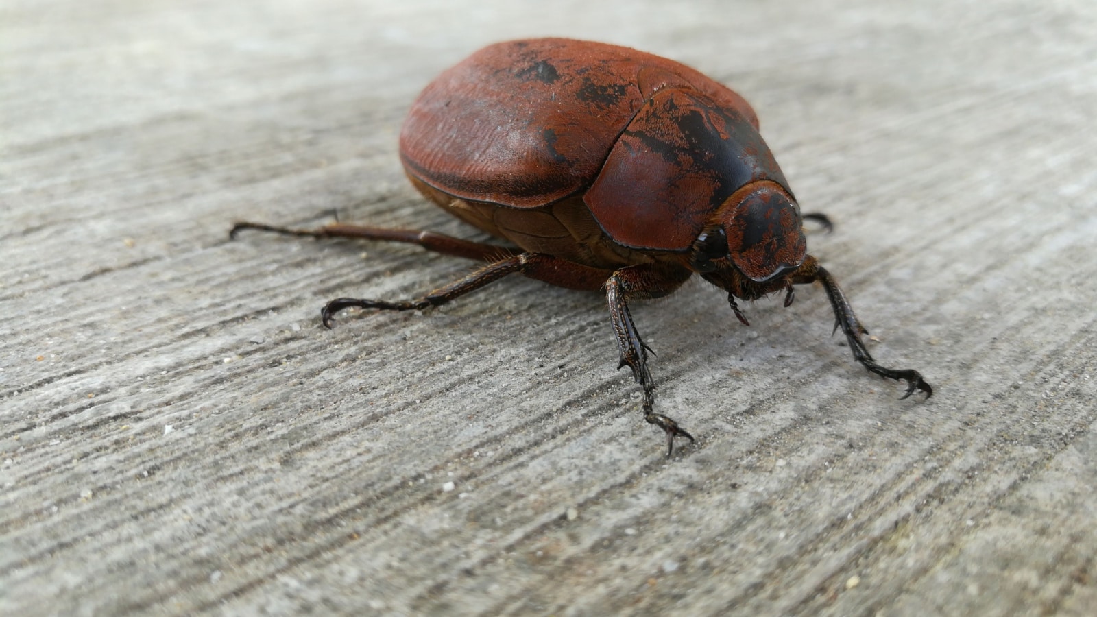 Close up shot of brown June beetle