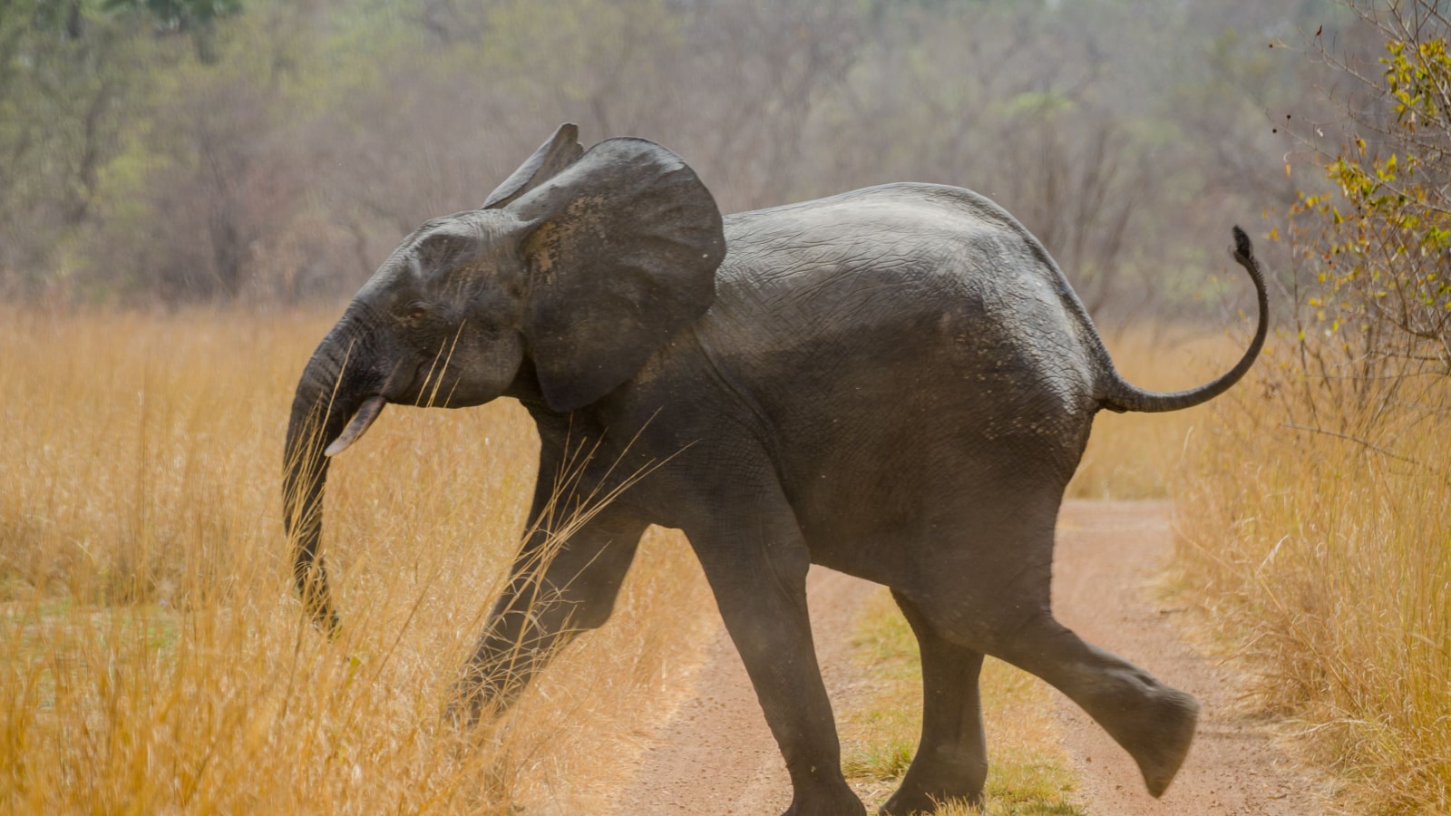 Young African elephant running across track in National Park, Benin, Africa