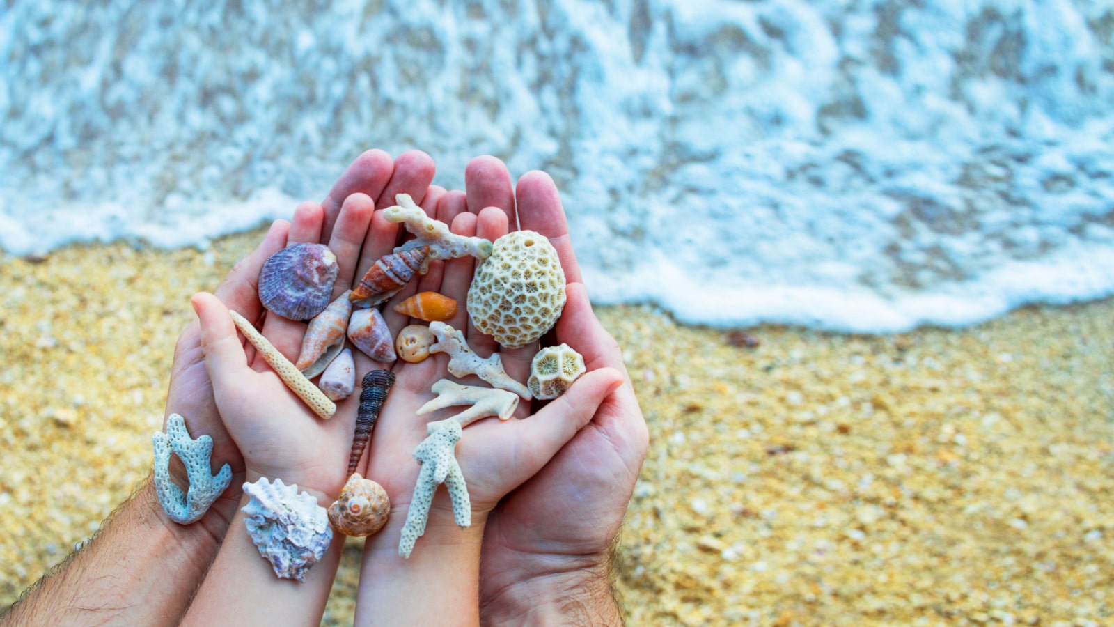 Hands holding sea shells, seashells in the hands of a child and dad against the background of the sea, family on vacation