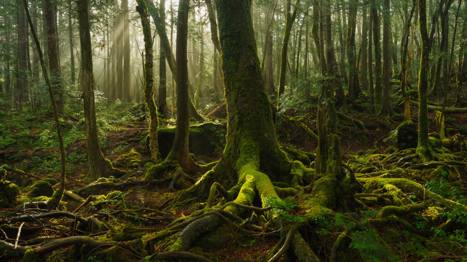Photography of Aokigahara Forest in Early Morning at Mt.Fuji