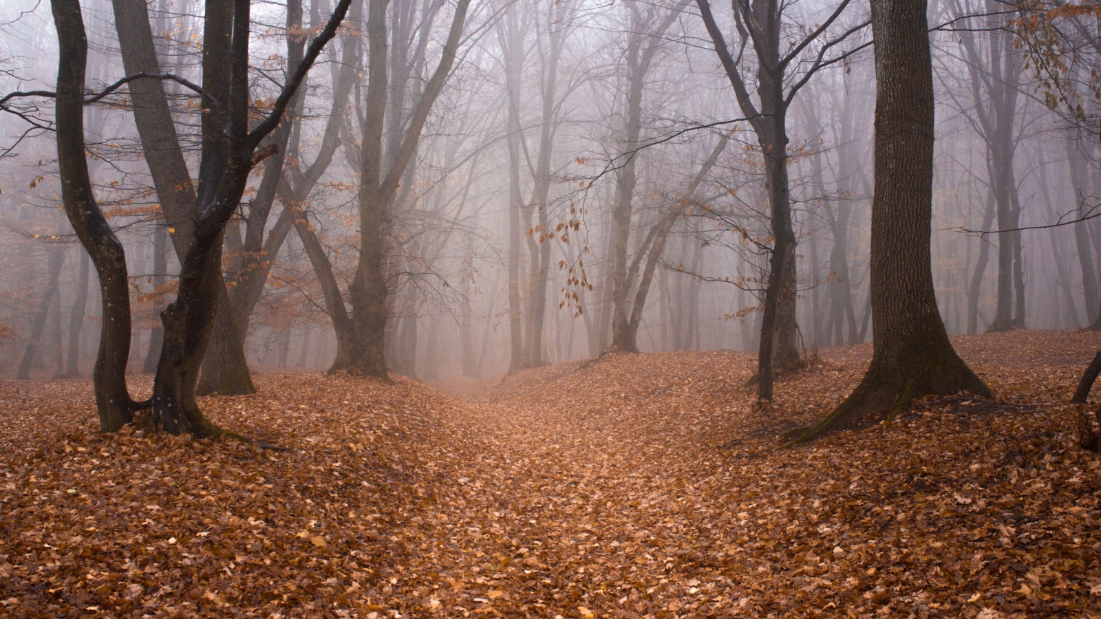 Hoia Baciu Forest in a autumn foggy day- World’s Most Haunted Forest with a reputation for many intense paranormal activity and unexplained events. Cluj-Napoca, Transylvania, Romania
