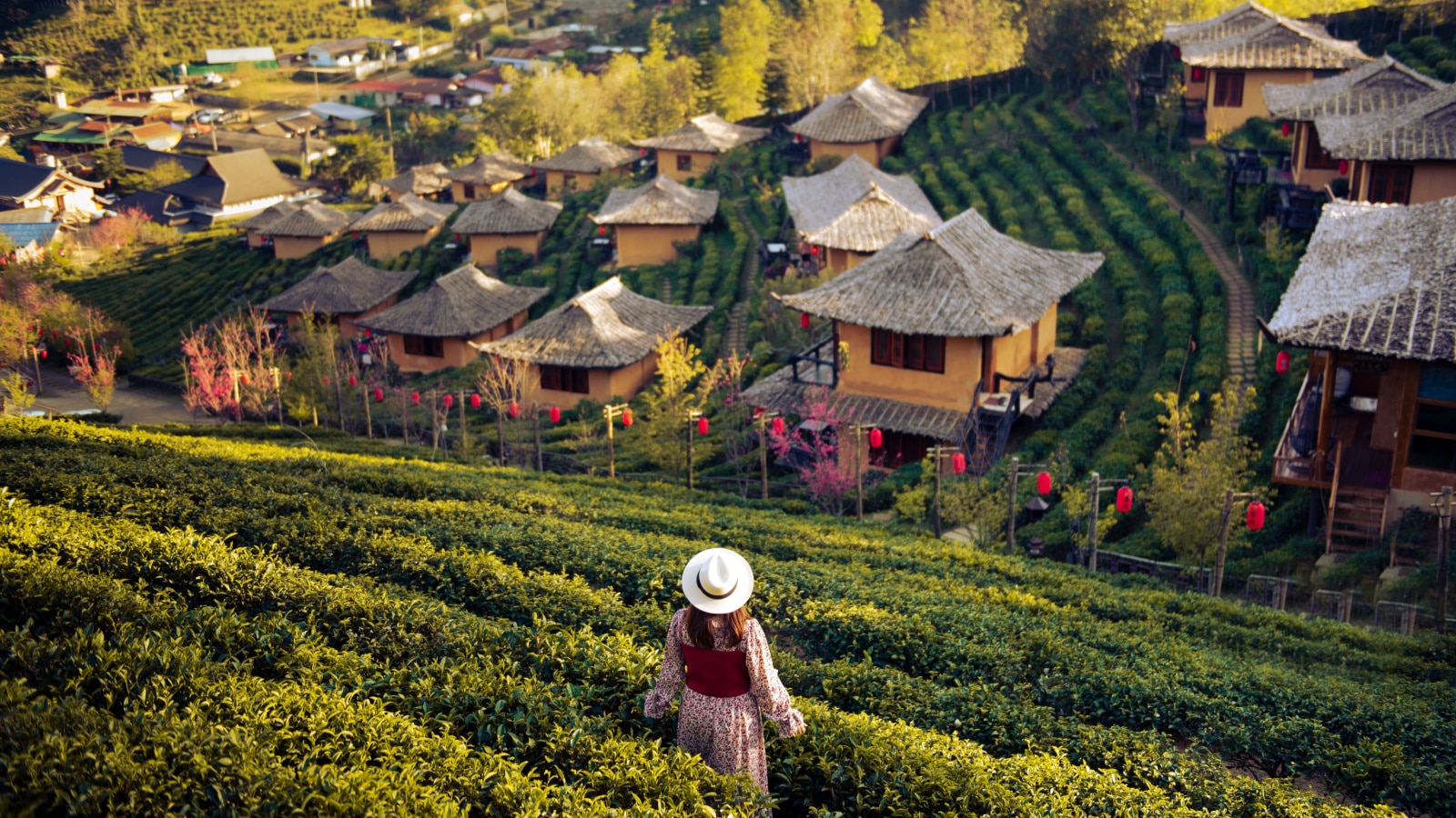 Woman tourist in red dress enjoy beautiful Tea garden.Traveler visiting in Ban Rak Thai village, Mae Hong Son, Thailand. travel, vacation and holiday concept