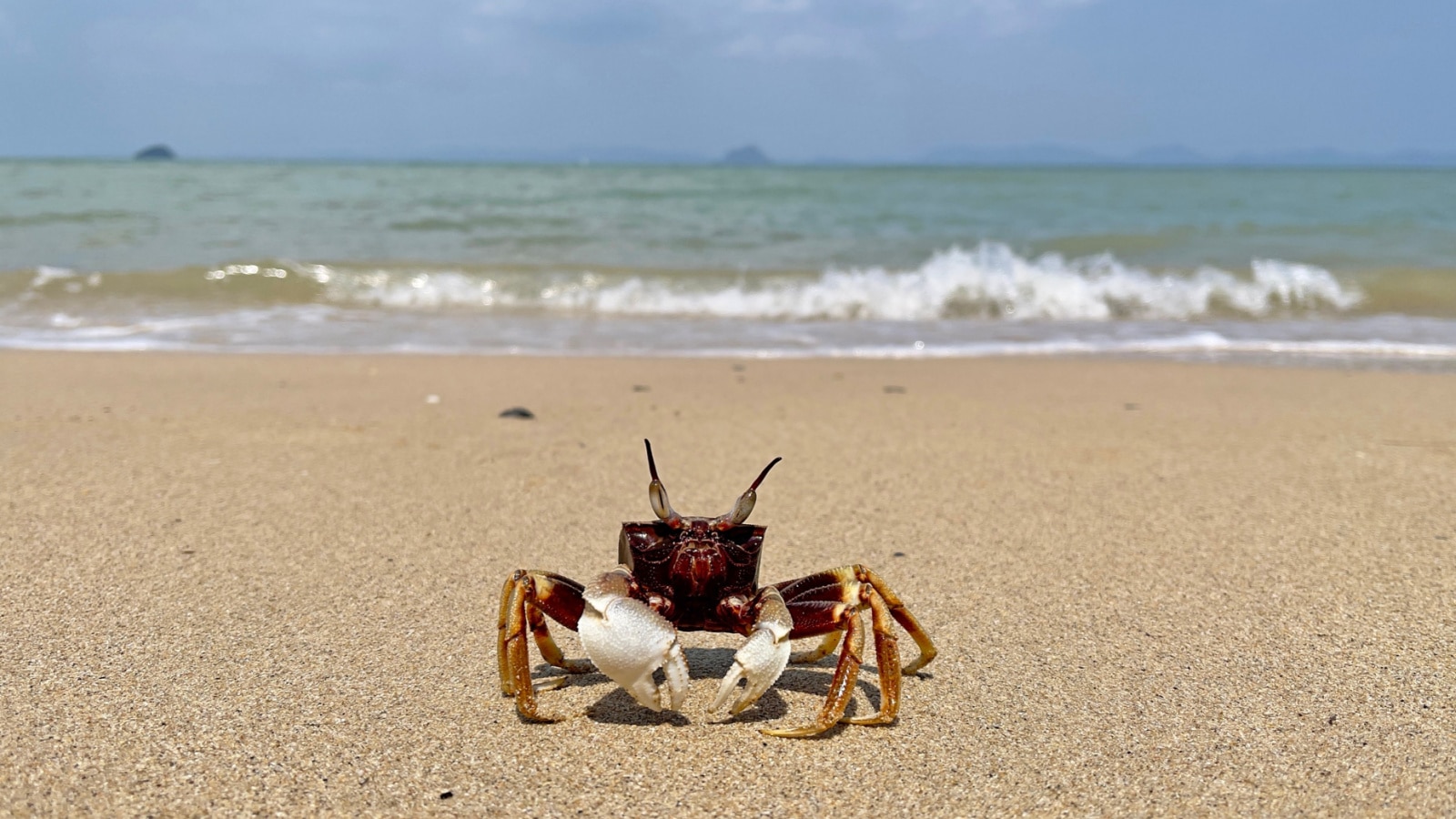 Crab on the beach. Horned ghost crab(Ocypode ceratophthalmus) or horn-eyed ghost crab. It lives in Indo-Pacific region from the coast of East Africa to Philippines, Japan to the Great Barrier Reef.
