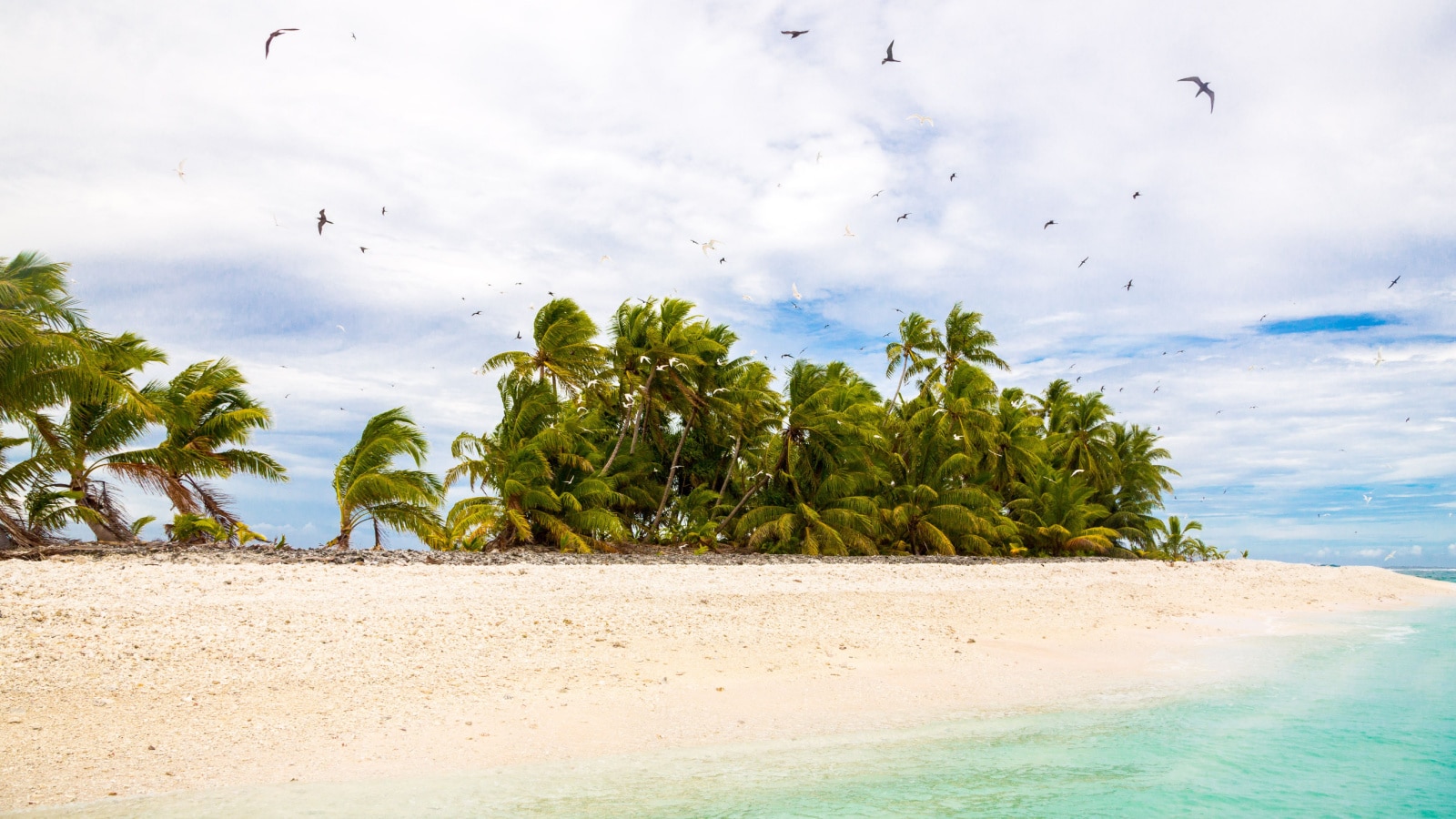 Small remote tropical island (motu) overgrown with palms in azure turquoise blue lagoon. Yellow sandy beach, flock of birds flying above. Funafuti atoll Conservation Area, Tuvalu, Polynesia, Oceania