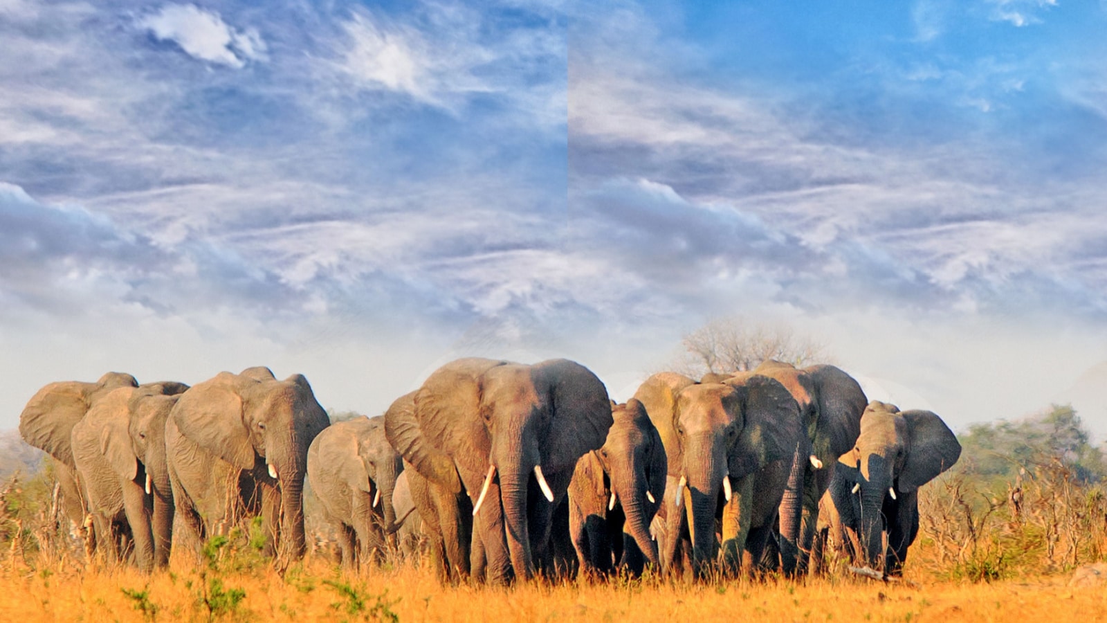 Herd of elephants walking across the dry arid african plains in Hwange National Park, Zimbabwe