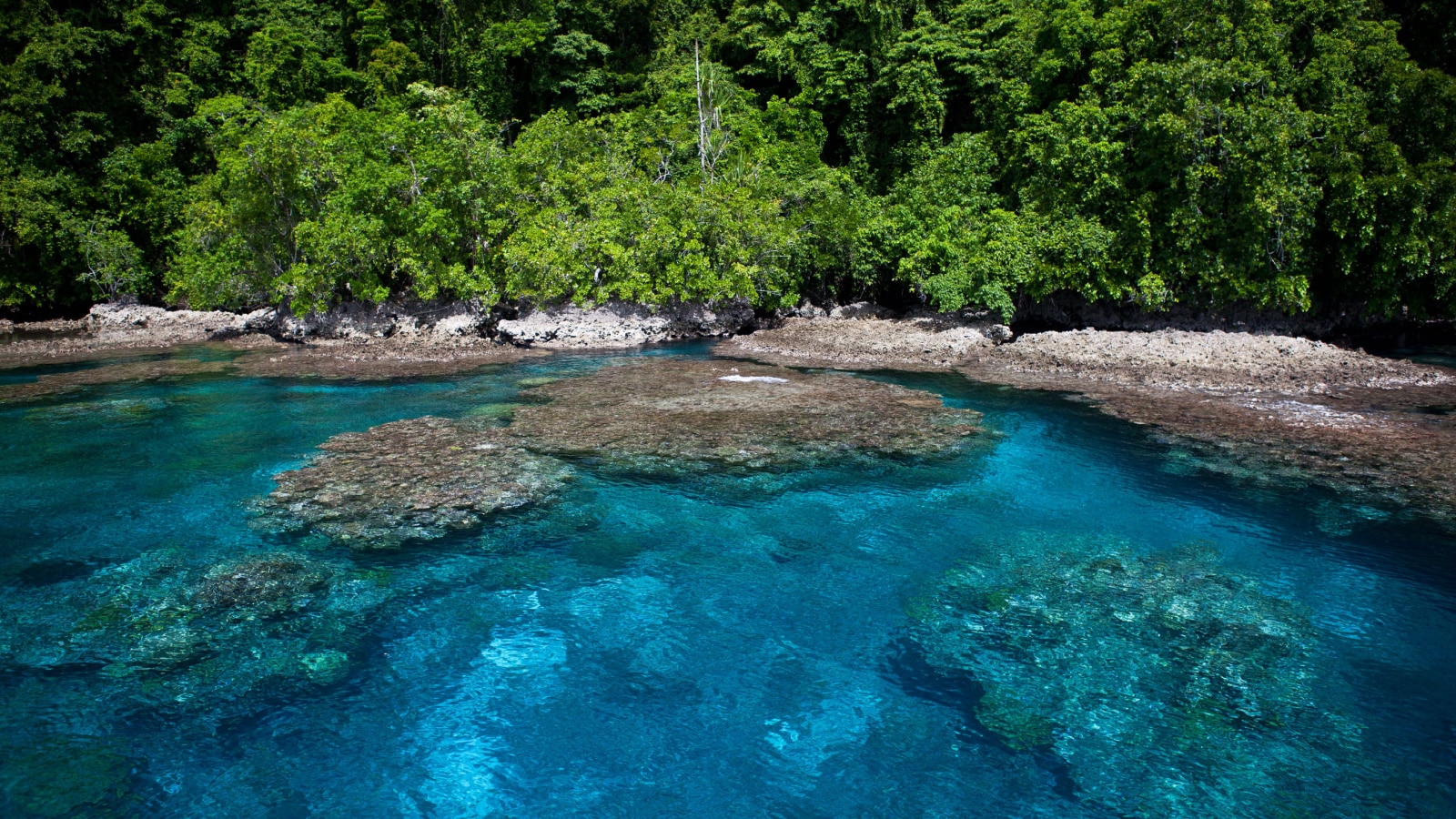 A fringing coral reef grows along the edge of a lush tropical island in the Solomon Islands. These diverse islands lie in the easternmost corner of the Coral Triangle.