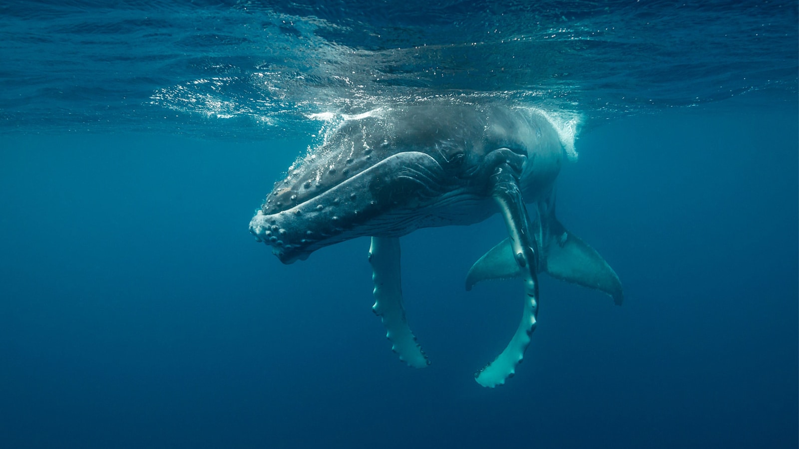 Humpback whale calf, Pacific Ocean, Vava'u, Tonga.