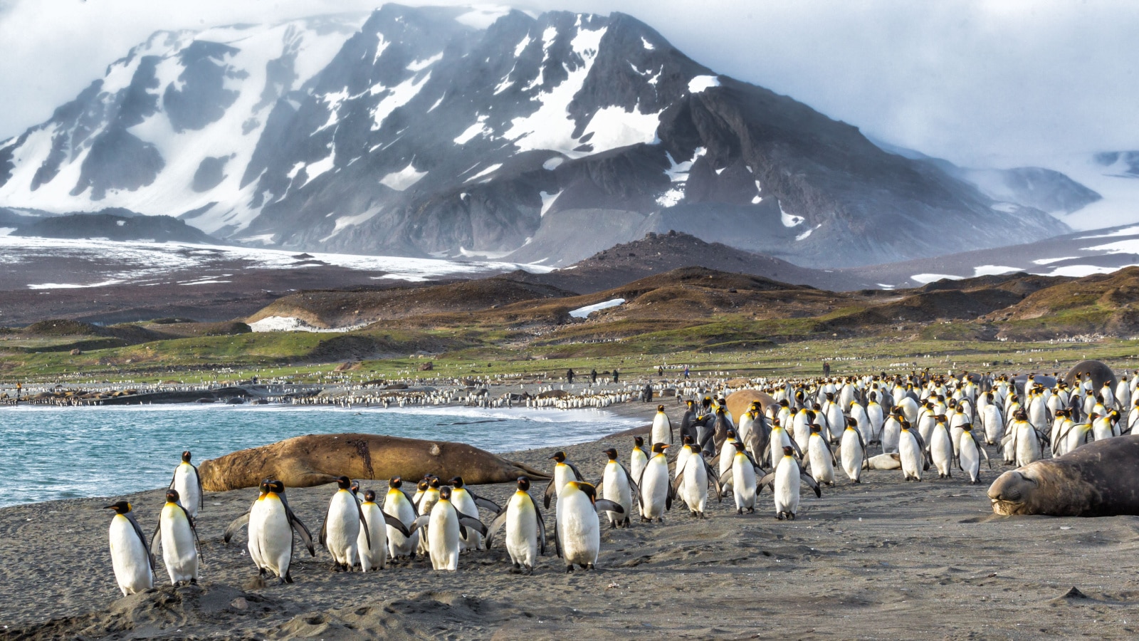 Thousands of King Penguins run from Katabatic winds in St. Andrews Bay, South Georgia