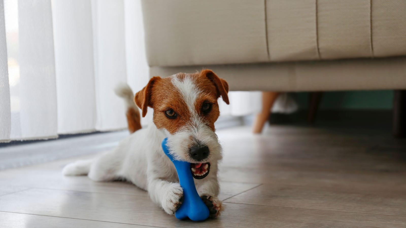 Cute wire haired Jack Russel terrier puppy playing with blue rubber bone. Adorable broken coated pup chewing a toy on a hardwood floor. Close up, copy space, background.