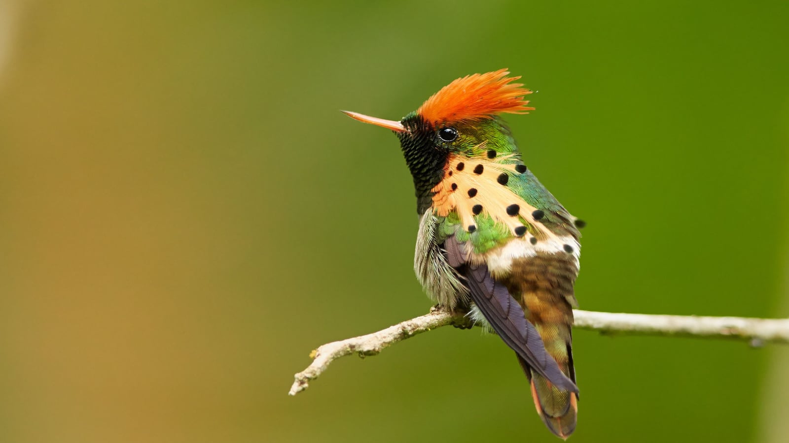 Striking caribbean hummingbird, isolated Tufted Coquette, Lophornis ornatus perched on twisted twig, showing its beautiful rufous crest and spotted plumes. Side view. Arima Valley, Trinidad.