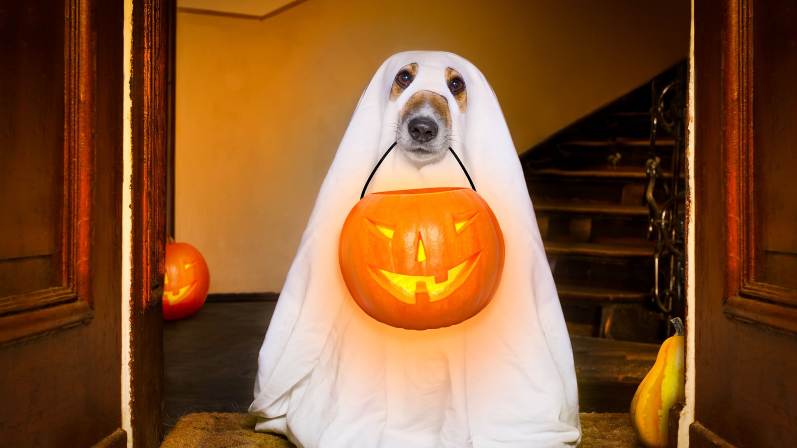 dog sit as a ghost for halloween in front of the door at home entrance with pumpkin lantern or light , scary and spooky