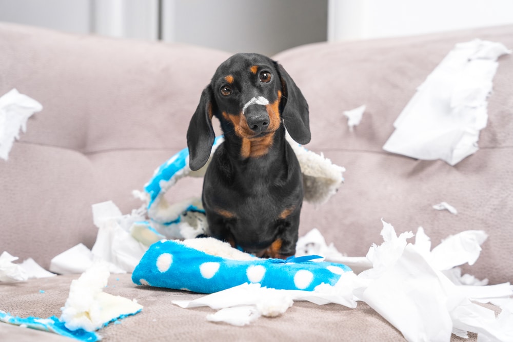 Mess dachshund puppy was left at home alone, started making a mess. Pet tore up furniture and chews home slipper of owner. Baby dog is sitting in the middle of chaos, gnawed clothes, looks piteously