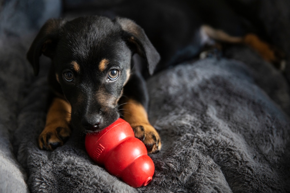Bratislava, Slovakia - January 2020: The popular Kong ball dog toy. Black puppy chewing Kong toy. Calm puppy playing at sofa.