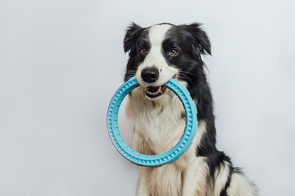 Pet activity. Funny puppy dog border collie holding blue puller ring toy in mouth isolated on white background. Purebred pet dog wants to playing with owner. Love for pets friendship companion concept