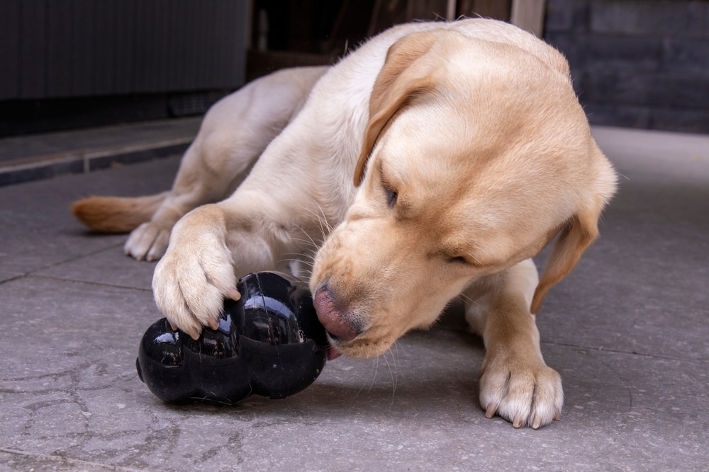 With her paw, the blonde Labrador firmly holds onto her Kong filled with treats.
