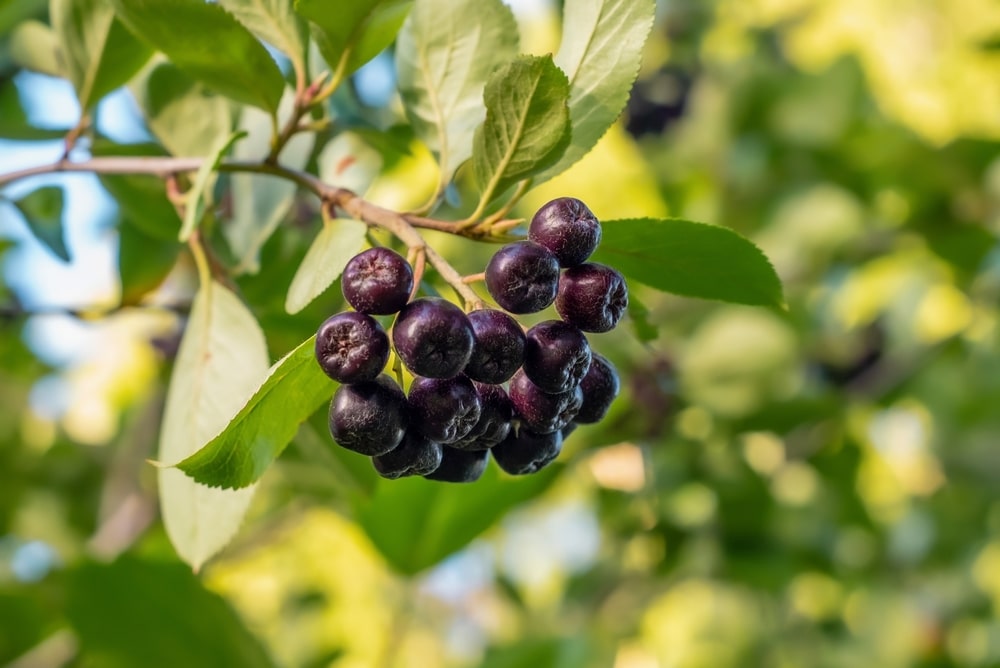 Aronia berries (Aronia melanocarpa, Black Chokeberry) growing in the garden. Branch filled with aronia berries.