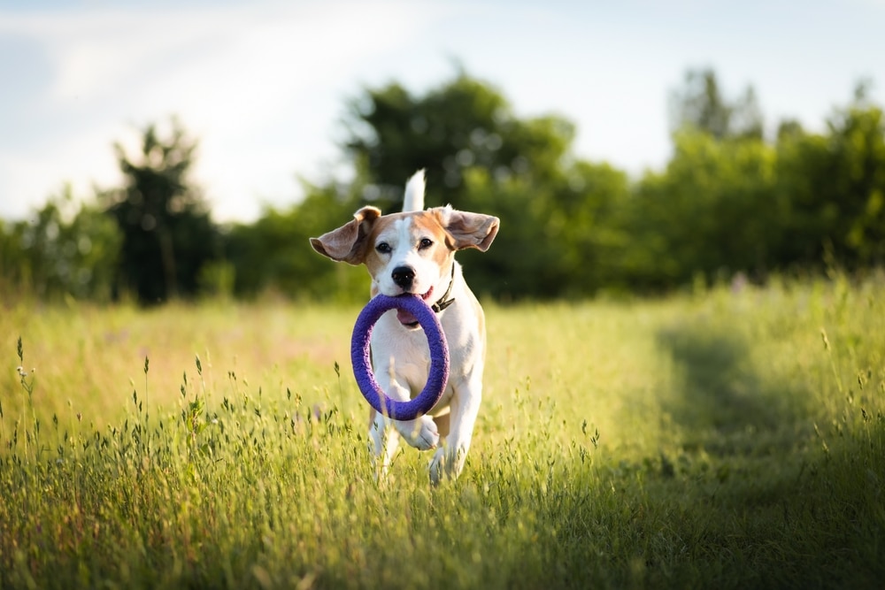 Happy beagle dog running outdoors with ring dog toy in mouth. Active dog pet enjoying summer walk