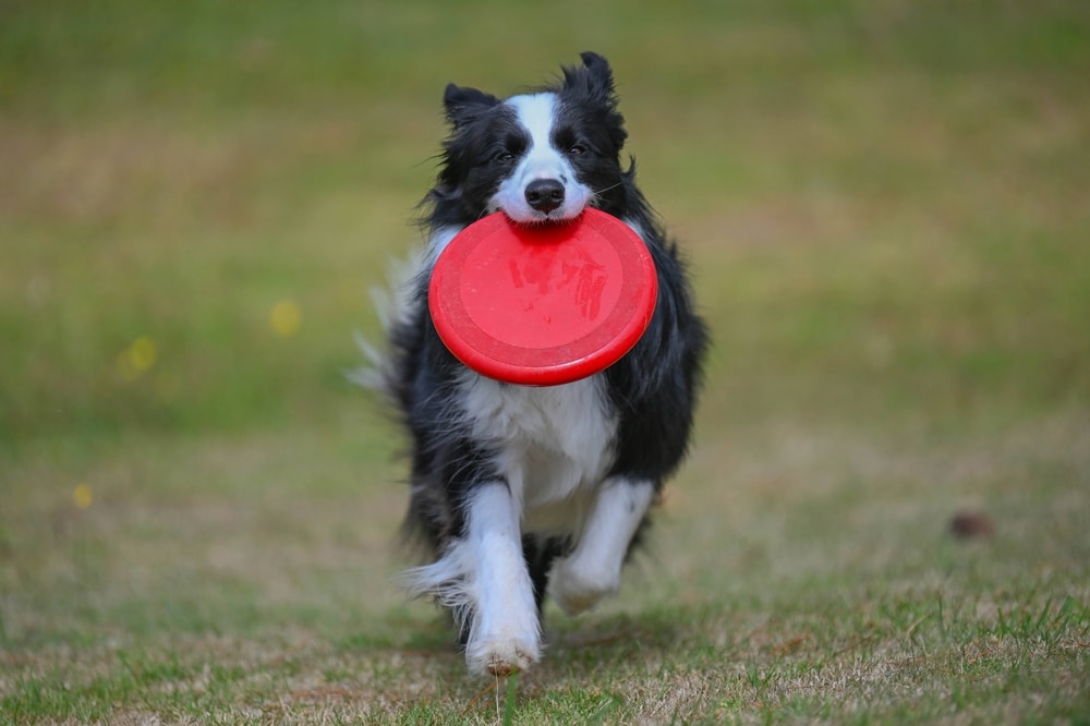 Border collie playing fetch with frisbee
