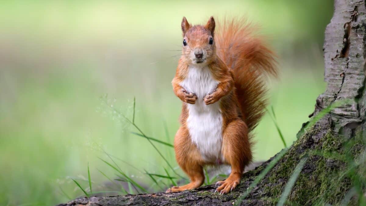 A squirrel sits on a tree stump in the forest.