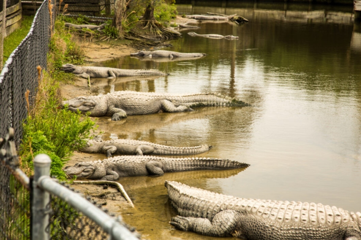 Alligators in a lagoon in Myrtle Beach, SC.