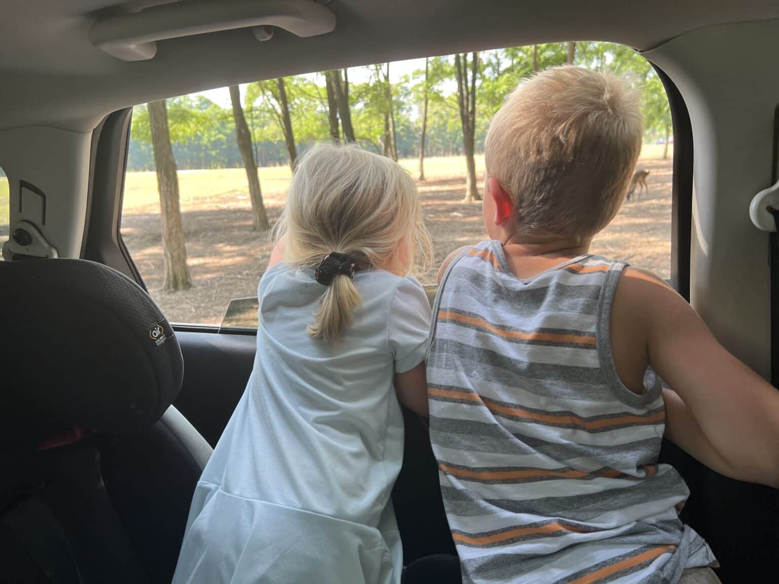 Shamba Safari: What to Expect When Visiting This Drive-Through Safari