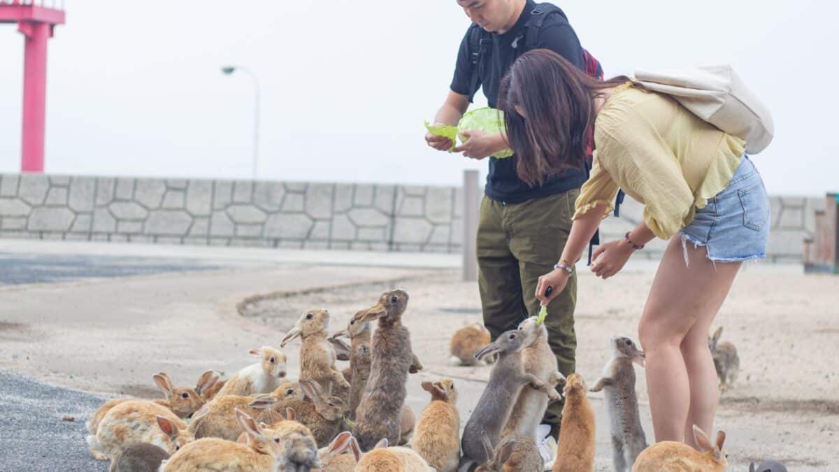 Okunoshima, Japan - July 3, 2019: Couple Feeding Groups Of Rabbits on Okunoshima Rabbit Island in Summer