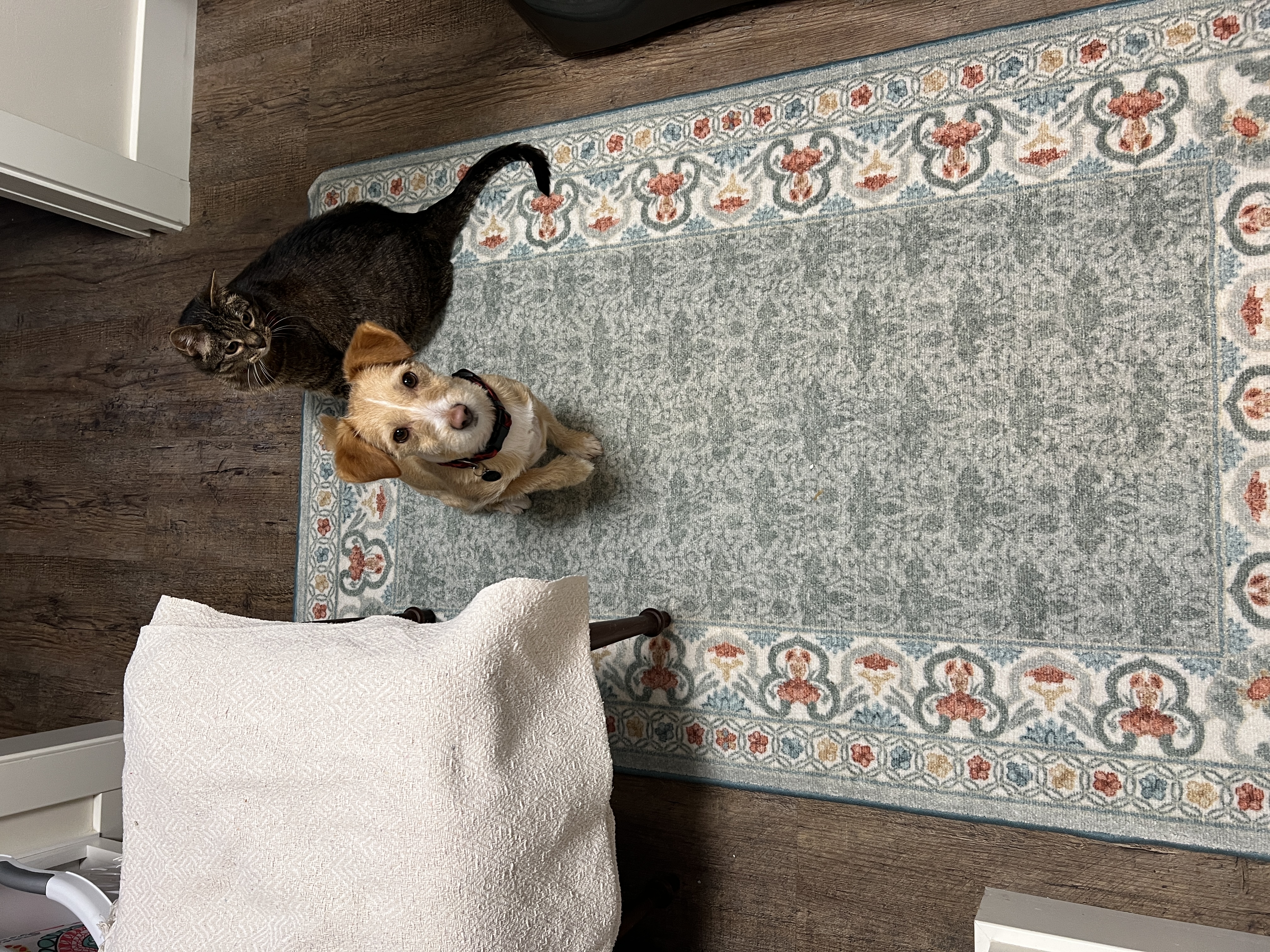 My Ruggable Rug Why I Returned Almost All of My Ruggable Rugs: An Honest Review You ...