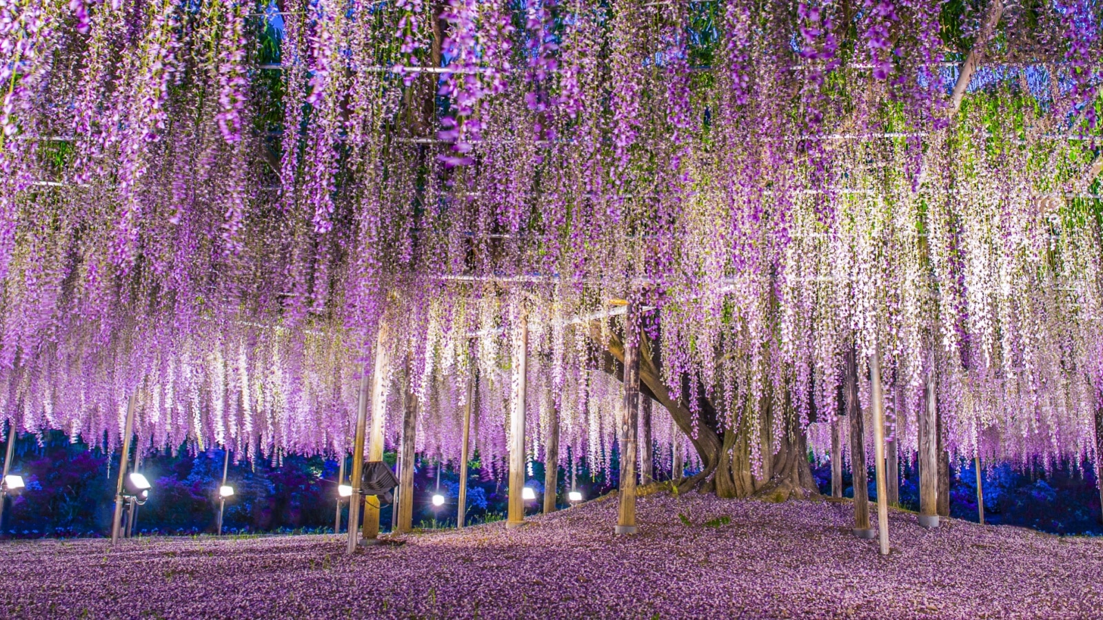 Giant wisteria, Ashikaga, Japan