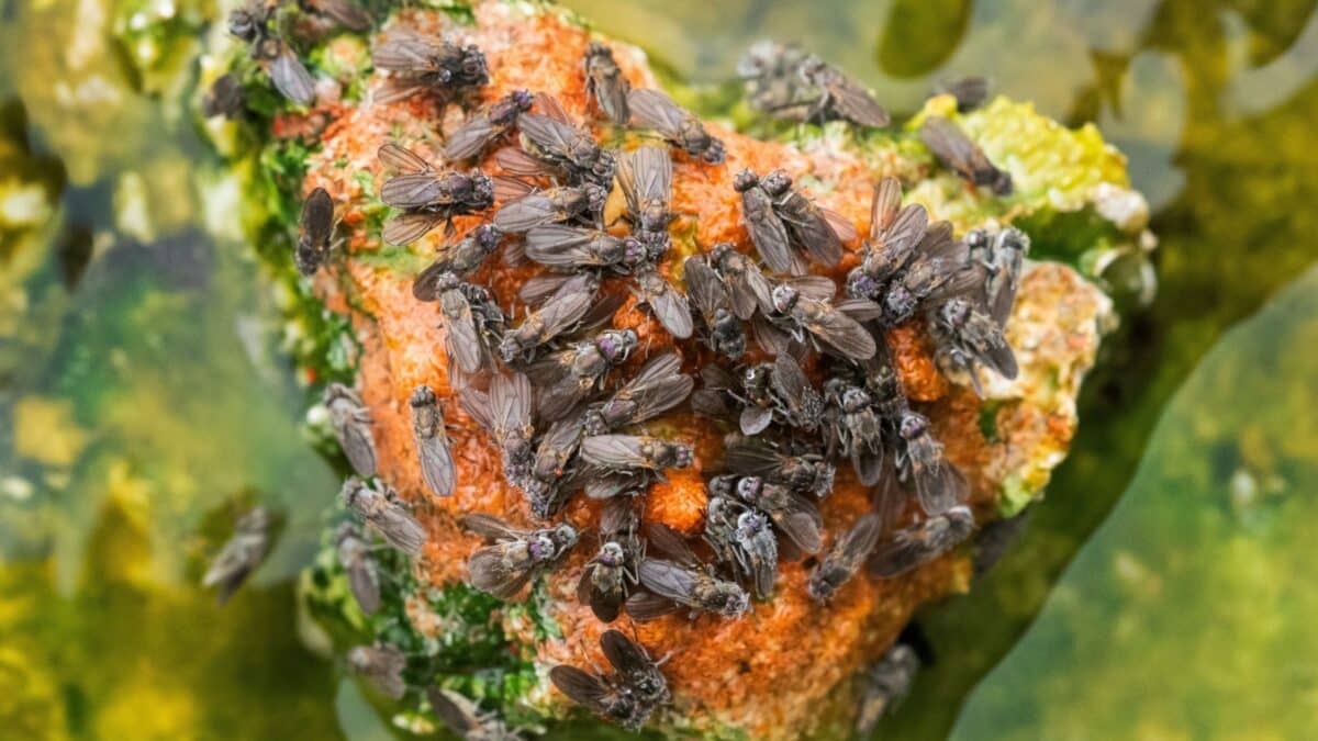 USA, Wyoming, Yellowstone National Park, Upper Geyser Basin. Tiny brine flies lay their eggs on rocks surrounded by heated water from the geyser.
