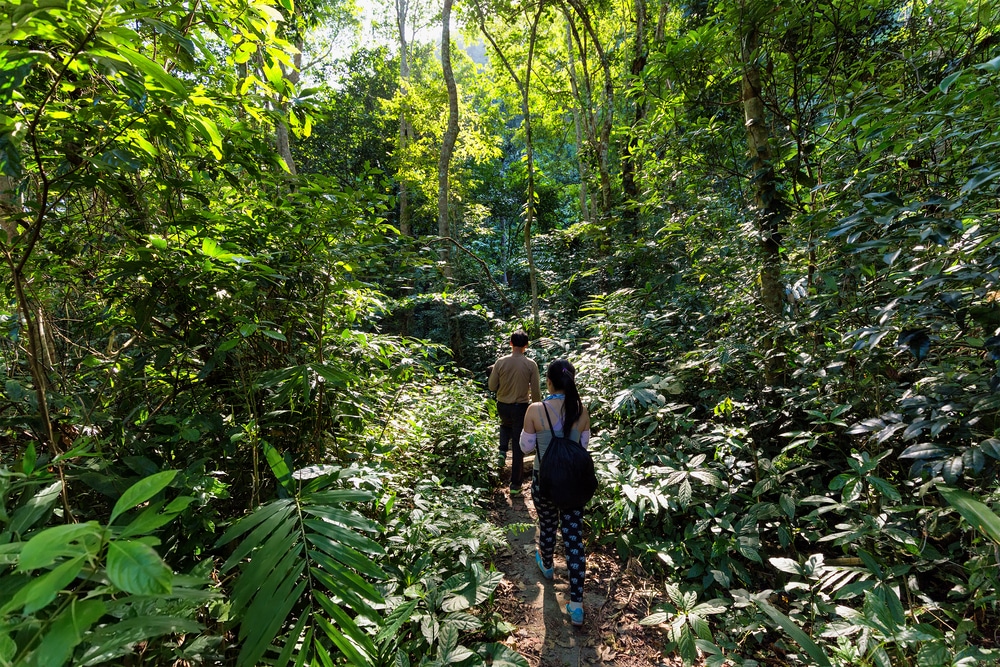 Trekkers walking in the dense jungle of the 