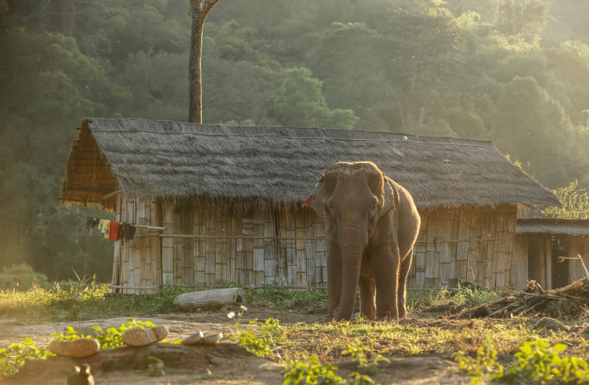 Elephant Thai , elephant Chang Mai Thailand