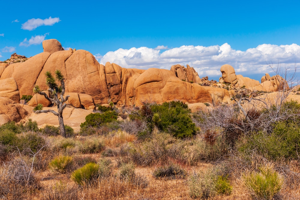 Joshua Tree National Park, CA