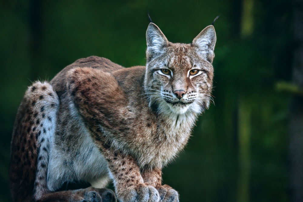 Lynx,In,Bialowieza,National,Park.,Bialowieza,,Podlaskie,,Poland.