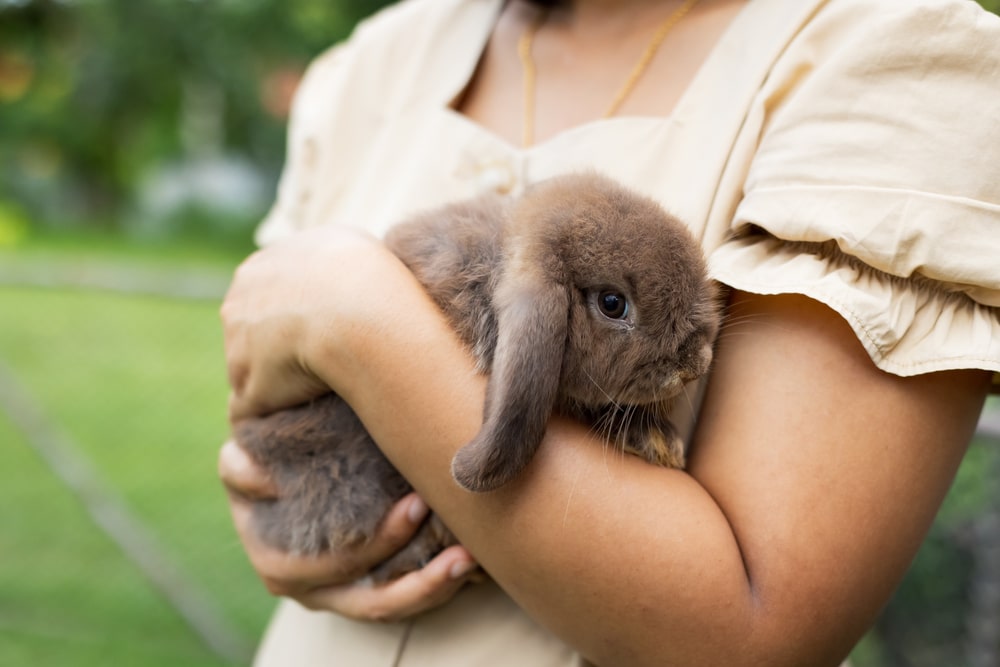 Asian woman holding and carrying cute rabbit with tenderness and love. Friendship with cute easter bunny. Happy rabbit with owner.
