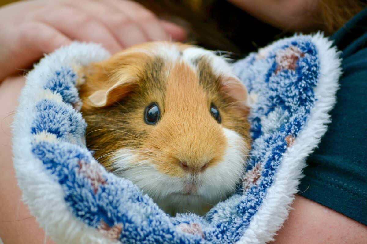 Brown,And,White,Guinea,Pig,Nestled,In,A,Blue,Blanket